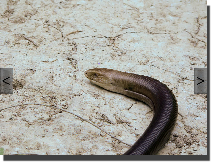 Pseudopus apodus